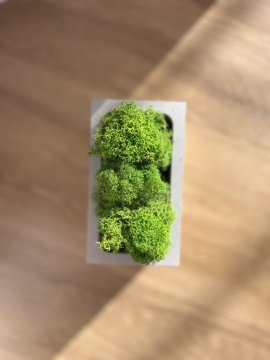 Sobí mech v interiéru: Přírodní krása ve spojení s betonem
