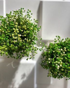 Stabilizované květiny: Krása, která vydrží navždy