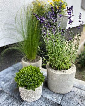 Jak vyrobit velký venkovní betonový květináč?